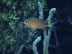 Pycnochromis atripes