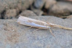 Crambus praefectellus