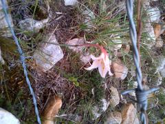 Cyrtanthus leptosiphon