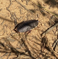 Polyzosteria limbata