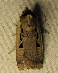 Parabagrotis formalis