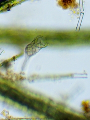 Collotheca