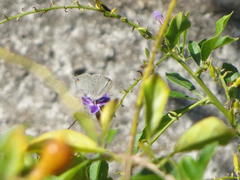 Eicochrysops hippocrates