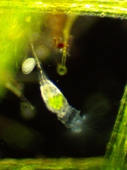 Collotheca
