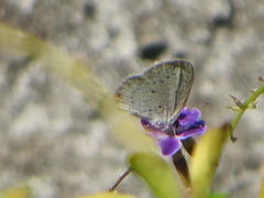 Eicochrysops hippocrates