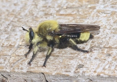 Laphria astur