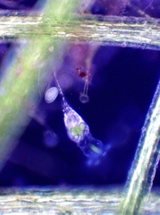 Collotheca