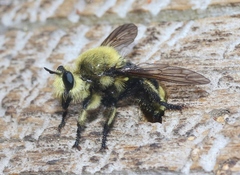 Laphria astur