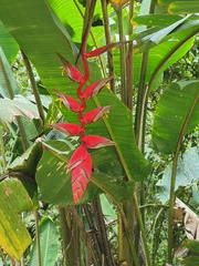 Heliconia combinata