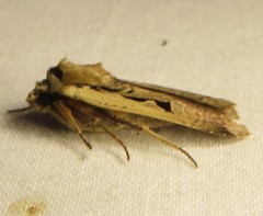 Parabagrotis formalis