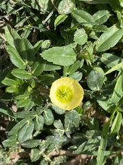 Kallstroemia maxima