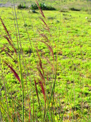 Muhlenbergia rigida