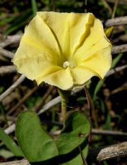 Ipomoea obscura var. obscura image