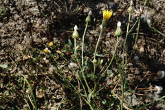 Crepis foetida
