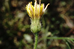 Crepis foetida