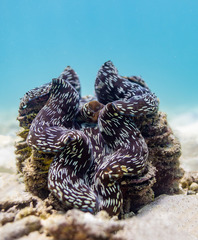 Tridacninae