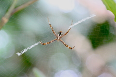 Argiope minuta