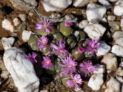 Gibbaeum