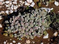 Gibbaeum pubescens
