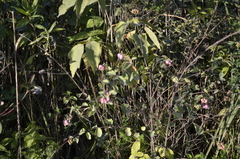 Symphoricarpos doorenbosii