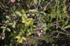 Symphoricarpos doorenbosii