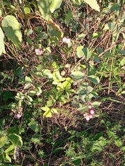 Symphoricarpos doorenbosii