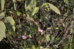 Symphoricarpos doorenbosii