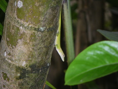 Anolis callainus