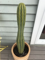 Trichocereus macrogonus