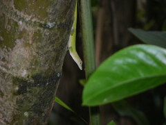 Anolis callainus