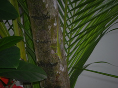 Anolis callainus