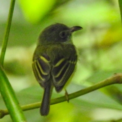 Oncostoma cinereigulare