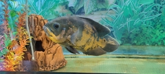 Astronotus