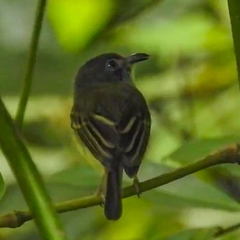 Oncostoma cinereigulare