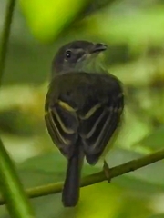 Oncostoma cinereigulare