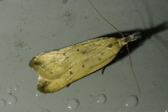 Dichomeris limosellus