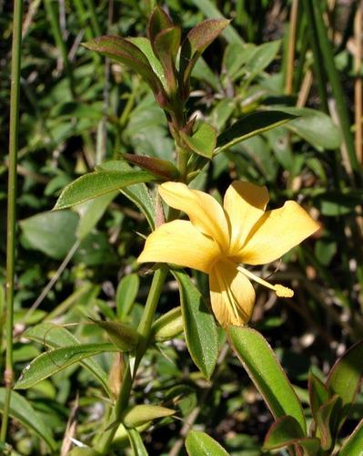 Barleria prionitis image