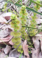 Drosera stolonifera