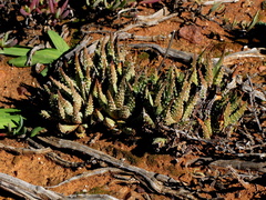 Tulista pumila