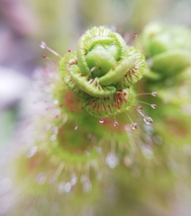 Drosera stolonifera