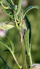 Acanthoplus
