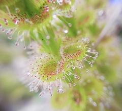 Drosera stolonifera