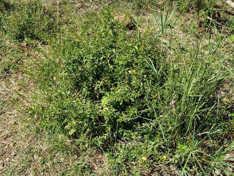 Barleria delagoensis