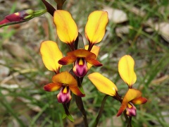 Diuris porphyrochila