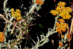 Helichrysum rutilans
