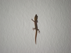 Sphaerodactylus clenchi