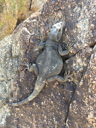 iNaturalist observation photo of Common Chuckwalla