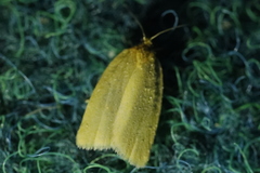 Eilema sororcula