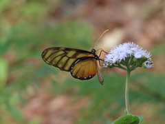 Dircenna kolijkensis