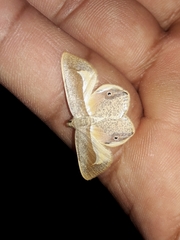 Opisthoxia